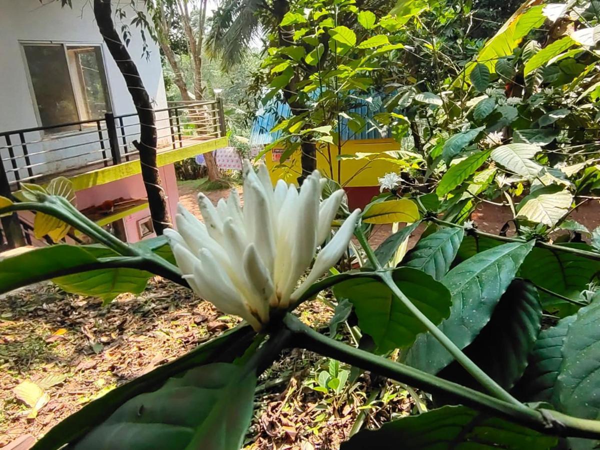 Green Land Estate Homestay 5 Rooms With Garden View Madikeri Luaran gambar